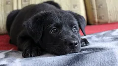 Co si pes myslí a jak se cítí, když ho necháte doma samotného