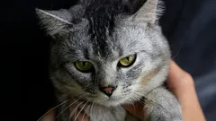 Zajímavá fakta o tom, proč kočky nepřijímají jiné kočky na svém území